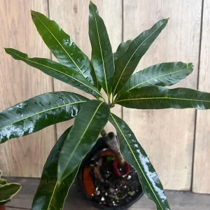 Valencia Pride Mango Live Tree Plant – Grafted – 1/2 Gallon Pot - Image 3