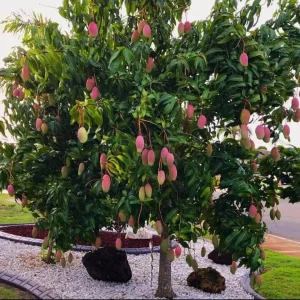 Valencia Pride Mango Tree - 3 Gallon Pot, Grafted Live Plant, Fruit Bearing - Image 2