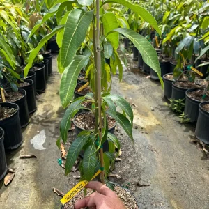 Valencia Pride Mango Tree - 3 Gallon Pot, Grafted Live Plant, Fruit Bearing - Image 3