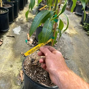 Valencia Pride Mango Tree - 3 Gallon Pot, Grafted Live Plant, Fruit Bearing - Image 7