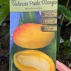 Valencia Pride Mango Tree Live Plant – Grafted, 3 Gallon, 2-3 ft Tall - Image 1