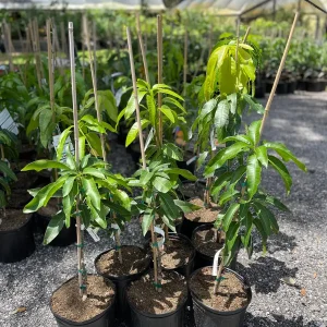 Valencia Pride Mango Tree Live Plant – Grafted, 3 Gallon, 2-3 ft Tall - Image 2
