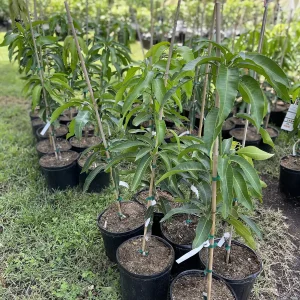 Valencia Pride Mango Tree Live Plant – Grafted, 3 Gallon, 2-3 ft Tall - Image 4