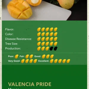 Valencia Pride Mango Tree Live Plant – Grafted, 3 Gallon, 2-3 ft Tall - Image 8