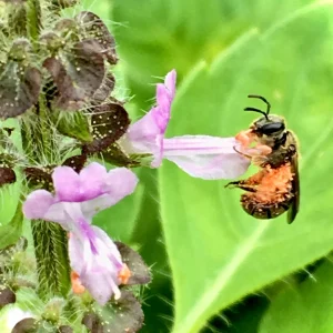 Vana Tulsi Seeds - Wild Forest Holy Basil (Ocimum gratissimum) for Culinary & Herbal Gardens - Image 1