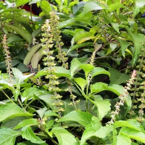 Vana Tulsi Seeds - Wild Forest Holy Basil (Ocimum gratissimum) for Culinary & Herbal Gardens - Image 4