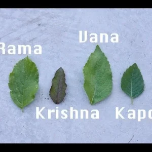 Vana Tulsi Seeds - Wild Forest Holy Basil (Ocimum gratissimum) for Culinary & Herbal Gardens - Image 5