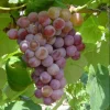 Vanessa Seedless Grapevine - 1 Bare Root Red Table Grape Plant for Zones 5-12 - Image 1