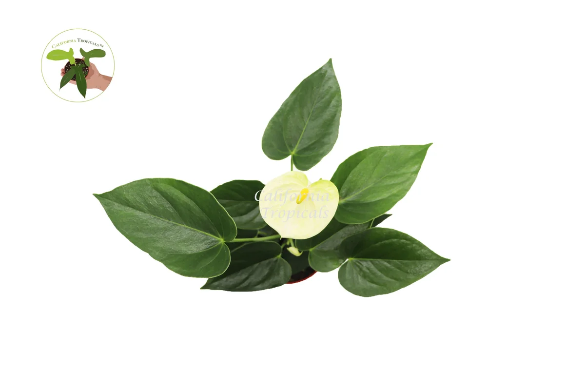 Vanilla Anthurium Live Plant – 4 inch Potted Houseplant – Indoor Tropical Plant - Image 2