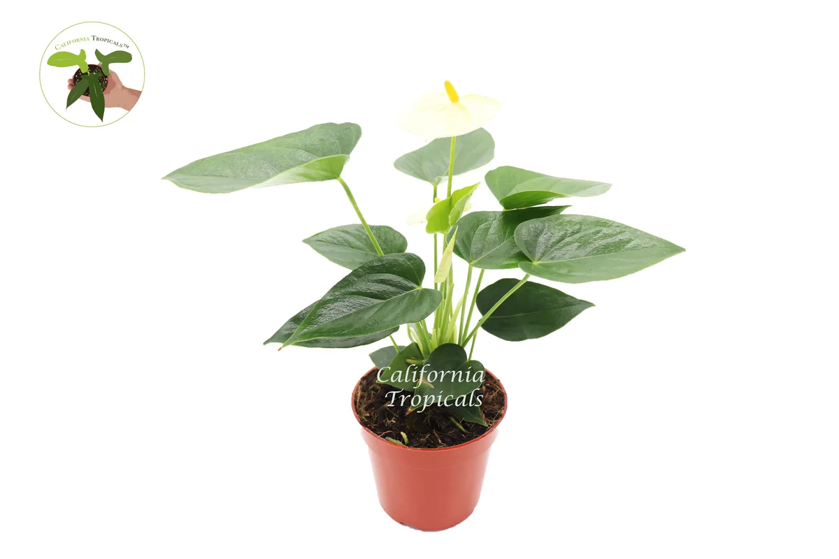 Vanilla Anthurium Live Plant – 4 inch Potted Houseplant – Indoor Tropical Plant - Image 1