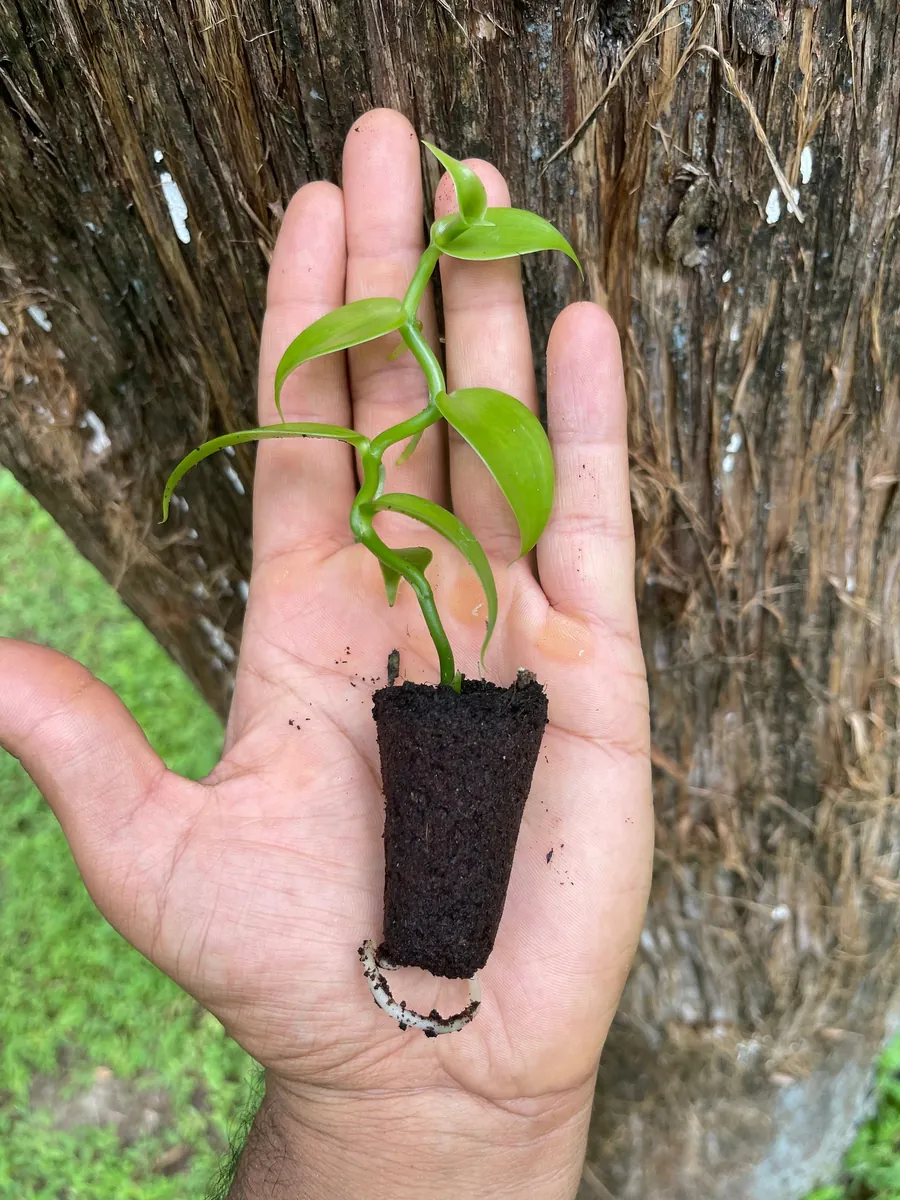 Vanilla Bean Orchid Live Plant - Fragrant Vanilla Planifolia - 4-6 Inch Tall - Image 2