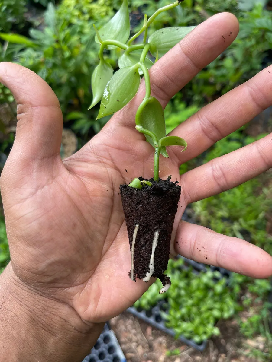 Vanilla Bean Orchid Live Plant - Fragrant Vanilla Planifolia - 4-6 Inch Tall - Image 3