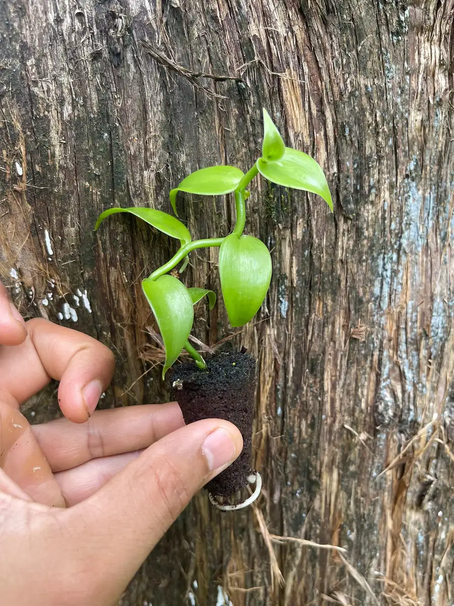 Vanilla Bean Orchid Live Plant - Fragrant Vanilla Planifolia - 4-6 Inch Tall - Image 4
