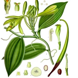 Vanilla Bean Orchid Live Plant - Fragrant Vanilla Planifolia - 4-6 Inch Tall - Image 5