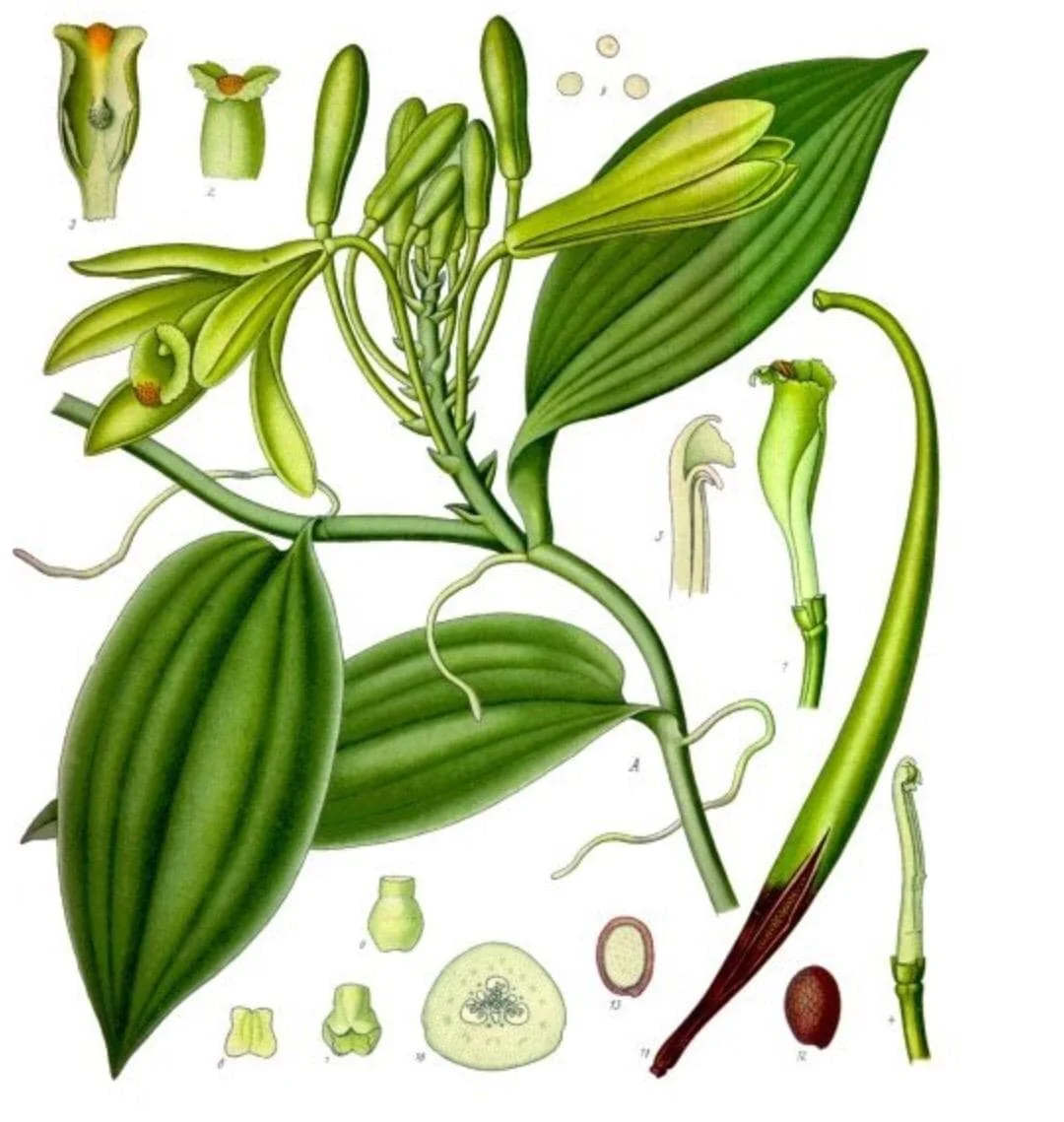 Vanilla Bean Orchid Live Plant - Fragrant Vanilla Planifolia - 4-6 Inch Tall - Image 5