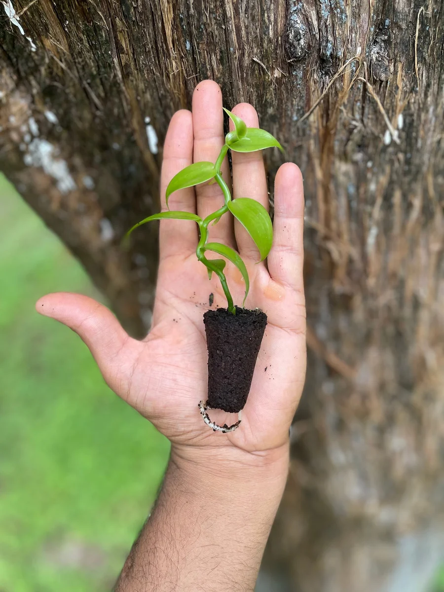 Vanilla Bean Orchid Live Plant - Fragrant Vanilla Planifolia - 4-6 Inch Tall - Image 1