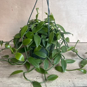 Vanilla Bean Orchid Live Plant - Vanilla planifolia, 8 inch Pot, Indoor/Outdoor Vine - Image 4
