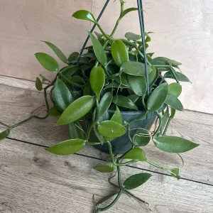 Vanilla Bean Orchid Live Plant - Vanilla planifolia, 8 inch Pot, Indoor/Outdoor Vine - Image 5