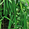 Vanilla planifolia Live Plant - Vanilla Bean Orchid in 6 inch Pot with Totem - Image 1