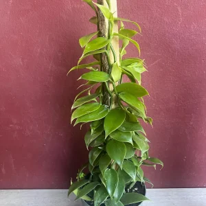 Vanilla planifolia Live Plant - Vanilla Bean Orchid in 6 inch Pot with Totem - Image 4