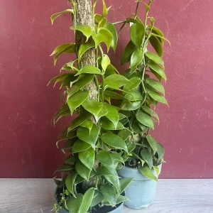 Vanilla planifolia Live Plant - Vanilla Bean Orchid in 6 inch Pot with Totem - Image 7