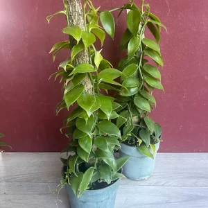 Vanilla planifolia Live Plant - Vanilla Bean Orchid in 6 inch Pot with Totem - Image 8