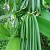 Vanilla planifolia Live Plant - Well Rooted Vanilla Bean Orchid Vine - Image 1