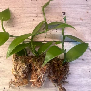 Vanilla planifolia Live Plant - Well Rooted Vanilla Bean Orchid Vine - Image 4
