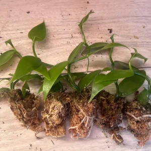 Vanilla planifolia Live Plant - Well Rooted Vanilla Bean Orchid Vine - Image 7