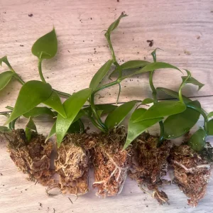 Vanilla planifolia Live Plant - Well Rooted Vanilla Bean Orchid Vine - Image 9