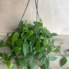 Vanilla Planifolia Orchid Live Plant – 8 inch Pot – Semi-Epiphytic Vine – Indoor/Outdoor - Image 1
