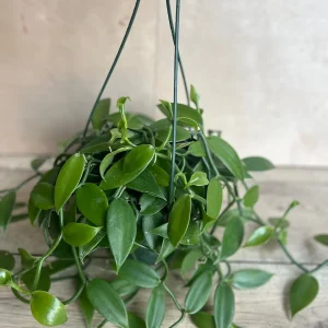 Vanilla Planifolia Orchid Live Plant – 8 inch Pot – Semi-Epiphytic Vine – Indoor/Outdoor - Image 1