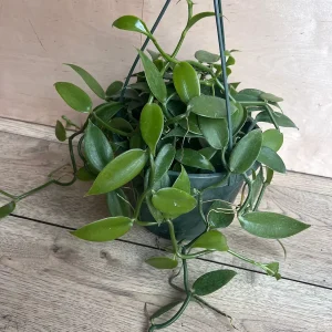 Vanilla Planifolia Orchid Live Plant – 8 inch Pot – Semi-Epiphytic Vine – Indoor/Outdoor - Image 6
