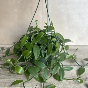 Vanilla Planifolia Orchid Live Plant – 8 inch Pot – Semi-Epiphytic Vine – Indoor/Outdoor - Image 7