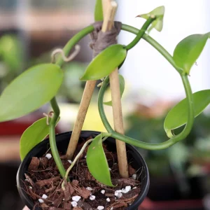 Vanilla Vine Orchid Live Plant – 1 Foot Tall – Ship in 6 Inch Pot – Indoor/Outdoor - Image 1
