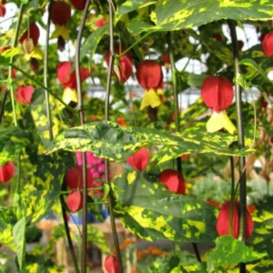 Variegated Abutilon Chinese Lantern Live Starter Plant 4-8