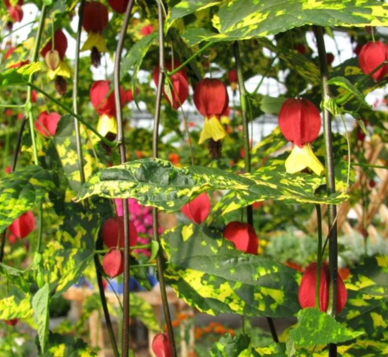 Variegated Abutilon Chinese Lantern Live Starter Plant 4-8" Tall 3" Pot - Bell Hibiscus - Image 2