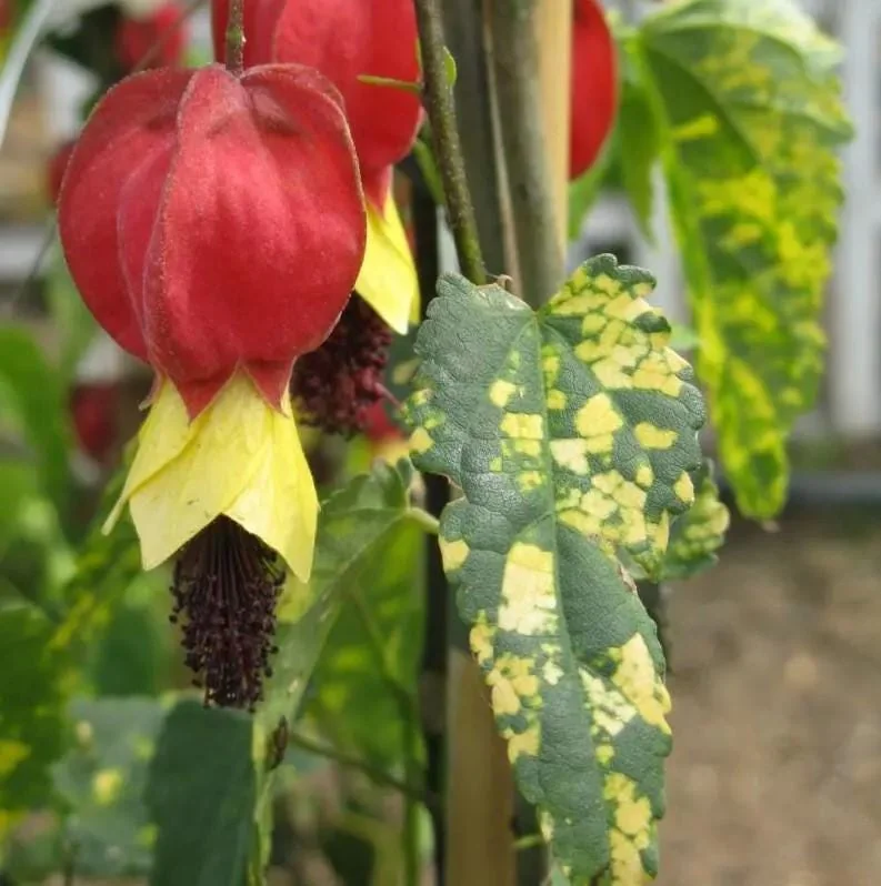 Variegated Abutilon Chinese Lantern Live Starter Plant 4-8" Tall 3" Pot - Bell Hibiscus - Image 3
