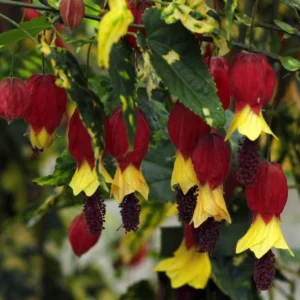 Variegated Abutilon Chinese Lantern Live Starter Plant 4-8