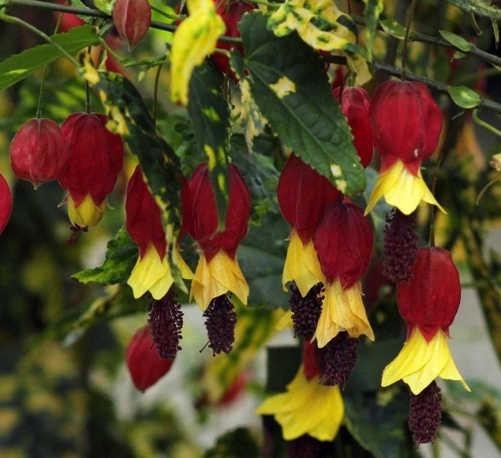 Variegated Abutilon Chinese Lantern Live Starter Plant 4-8" Tall 3" Pot - Bell Hibiscus - Image 4
