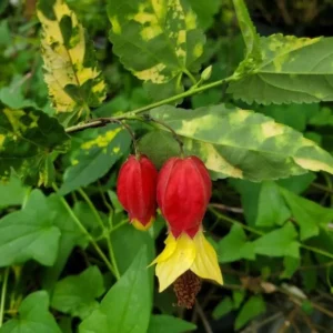 Variegated Abutilon Chinese Lantern Live Starter Plant 4-8