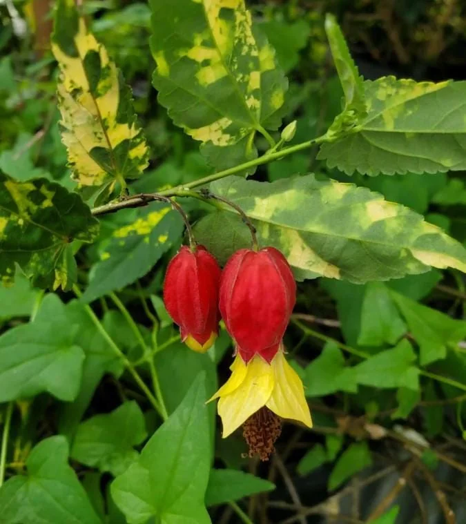 Variegated Abutilon Chinese Lantern Live Starter Plant 4-8" Tall 3" Pot - Bell Hibiscus - Image 5