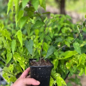 Variegated Abutilon Chinese Lantern Live Starter Plant 4-8