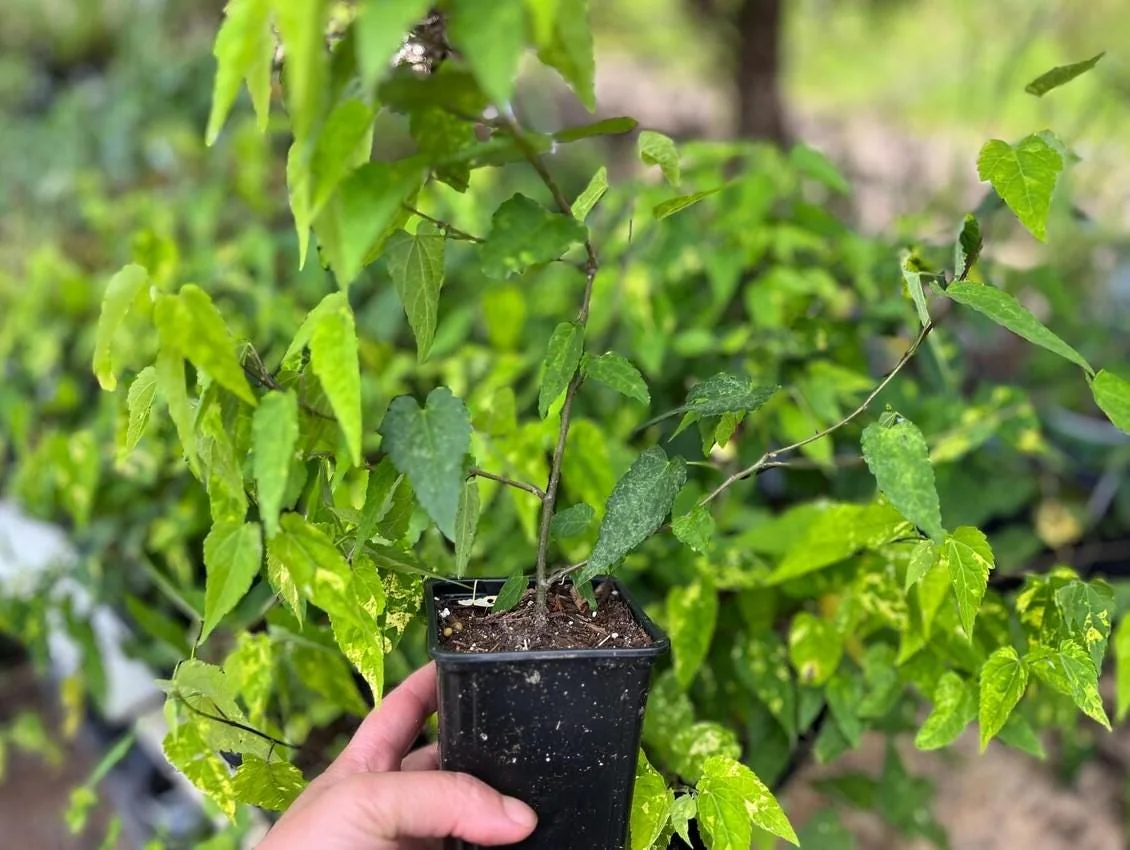 Variegated Abutilon Chinese Lantern Live Starter Plant 4-8" Tall 3" Pot - Bell Hibiscus - Image 6