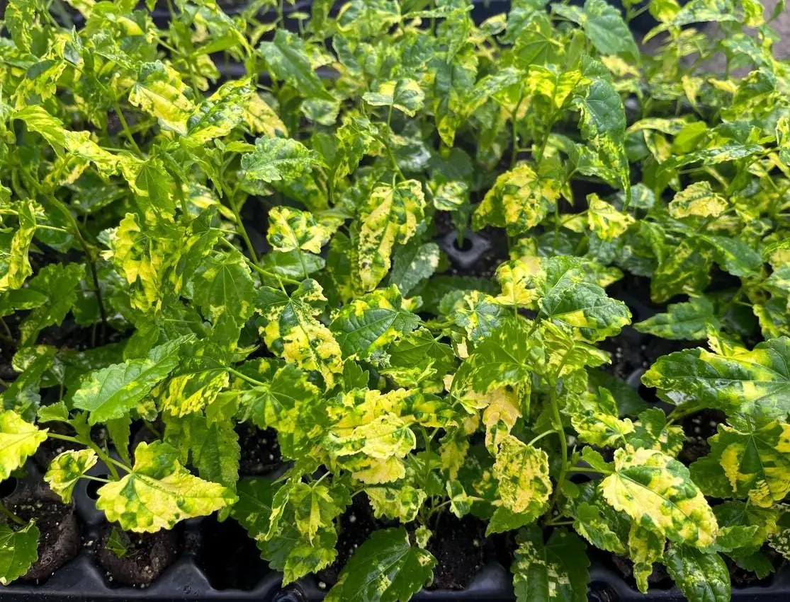 Variegated Abutilon Chinese Lantern Live Starter Plant 4-8" Tall 3" Pot - Bell Hibiscus - Image 7