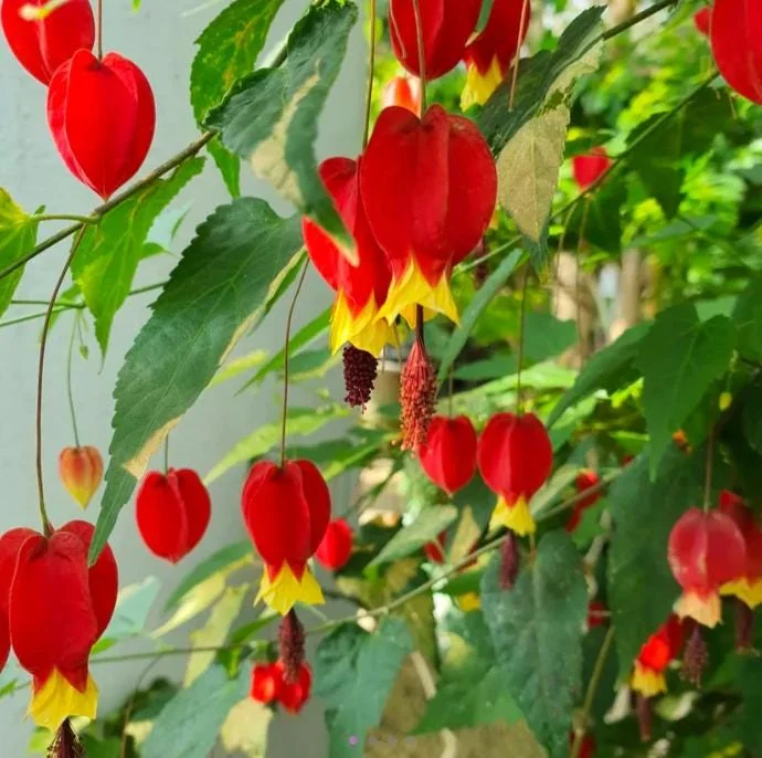 Variegated Abutilon Chinese Lantern Live Starter Plant 4-8" Tall 3" Pot - Bell Hibiscus - Image 1
