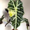 Variegated Alocasia Polly Aurea Live Plant - Starter Houseplant Indoor - Image 1