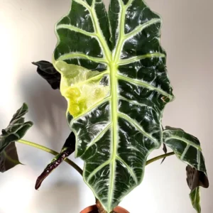 Variegated Alocasia Polly Aurea Live Plant - Starter Houseplant Indoor - Image 1