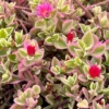 Variegated Baby Sun Rose Live Plant - Pink Succulent in 2 inch or 4 inch Pot - Image 1