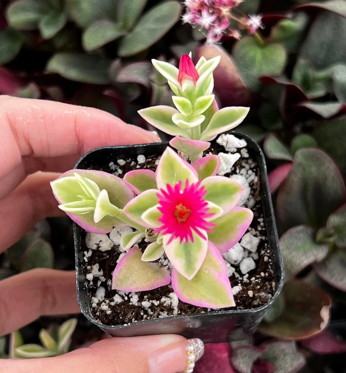 Variegated Baby Sun Rose Live Plant - Pink Succulent in 2 inch or 4 inch Pot - Image 2